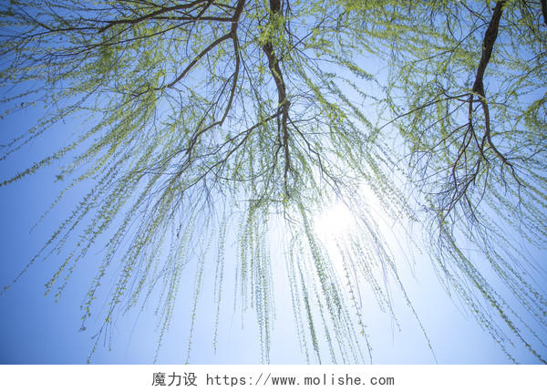 清明节春天绿色柳树图片